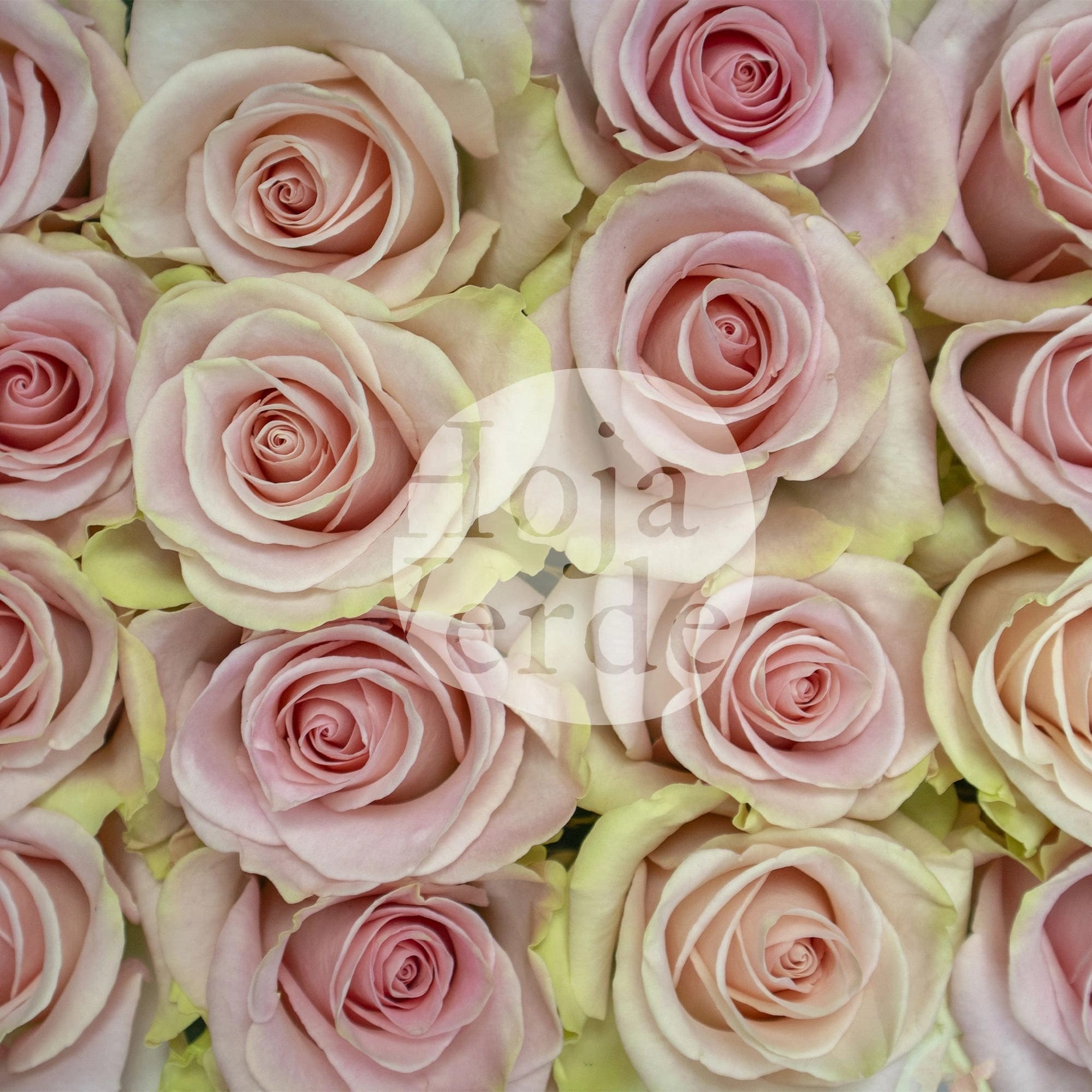 Blessing light pink rose with mint green edges by Hoja Verde Roses Ecuador