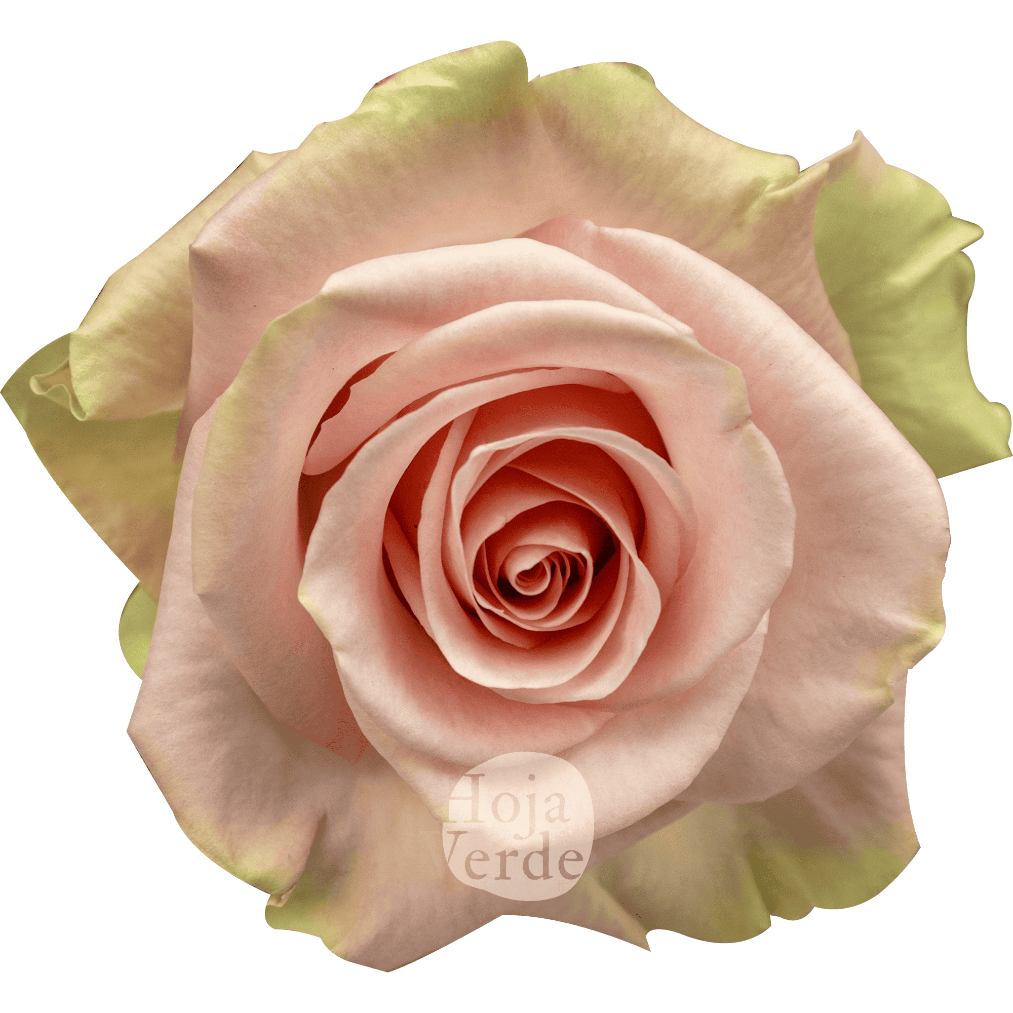 Blessing light pink rose with mint green edges by Hoja Verde Roses Ecuador