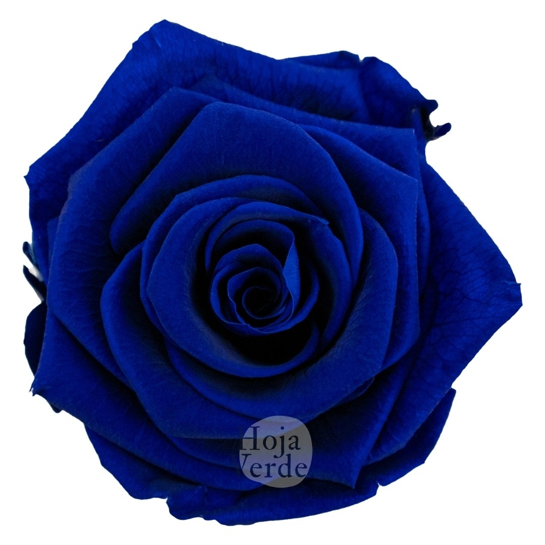 Blue - Preserved Rose by Hoja Verde Ecuador