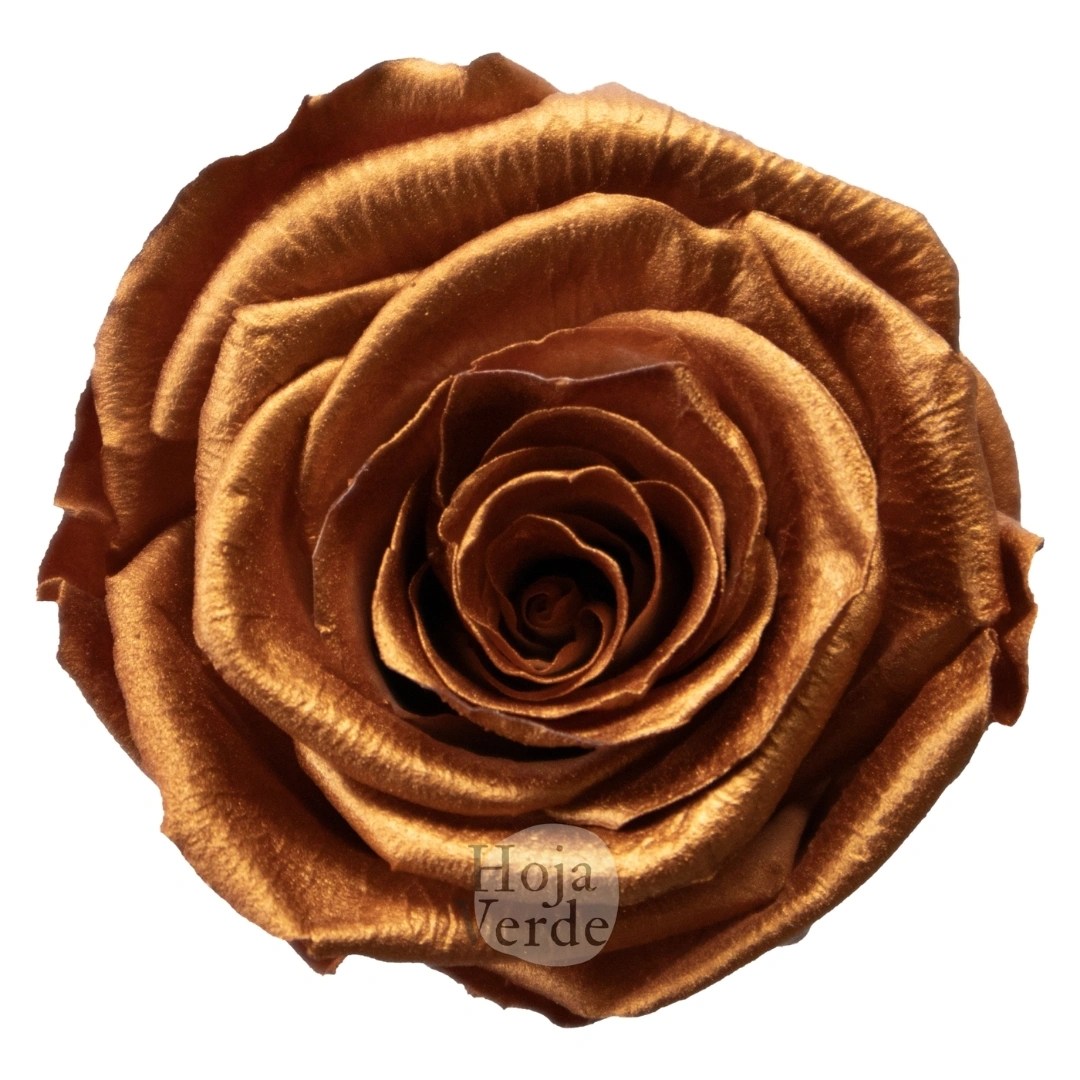 Copper - Preserved Rose by Hoja Verde Ecuador
