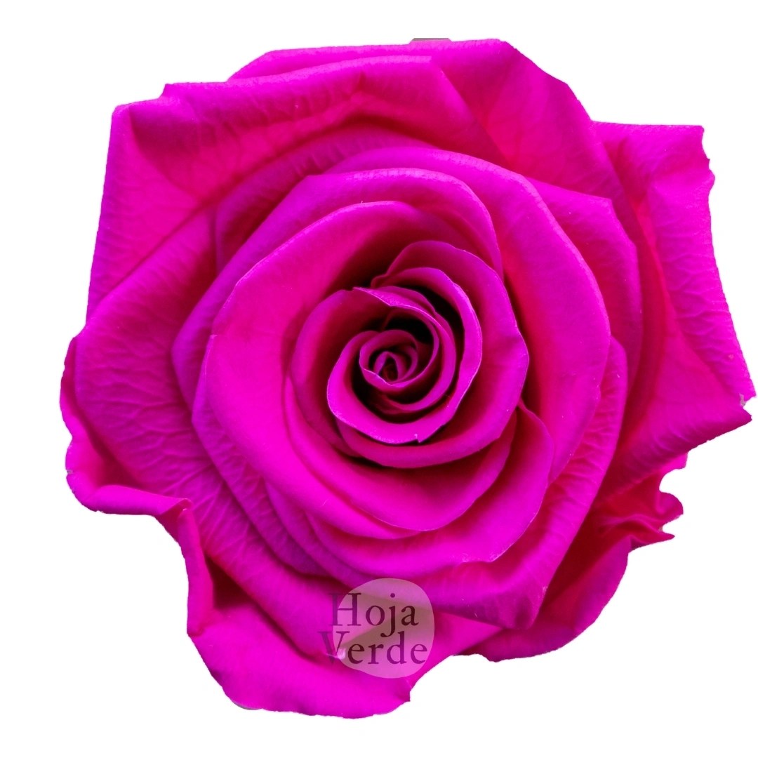 Fuchsia - Preserved Rose by Hoja Verde Ecuador