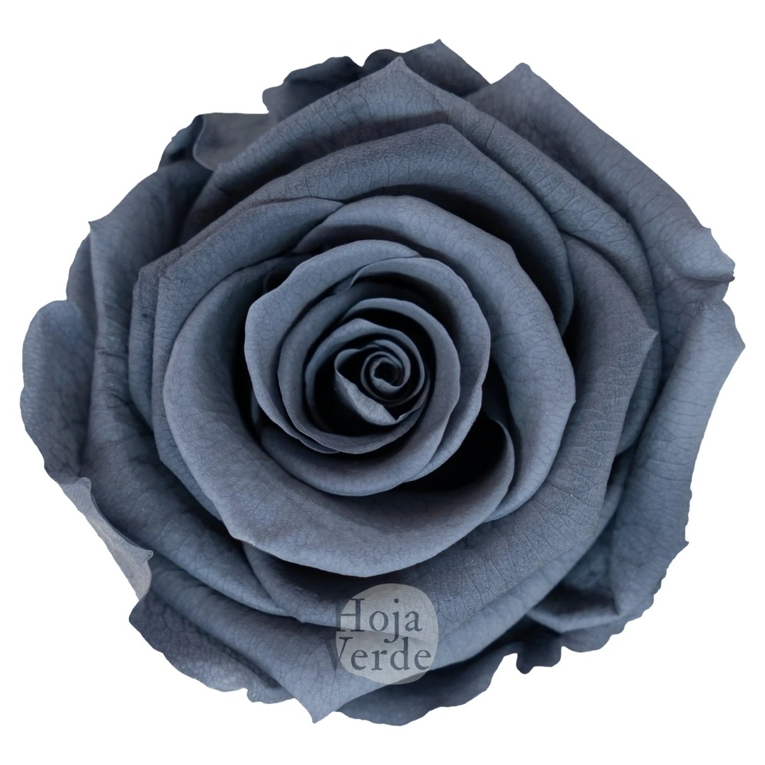 Graphite - Preserved Rose by Hoja Verde Ecuador