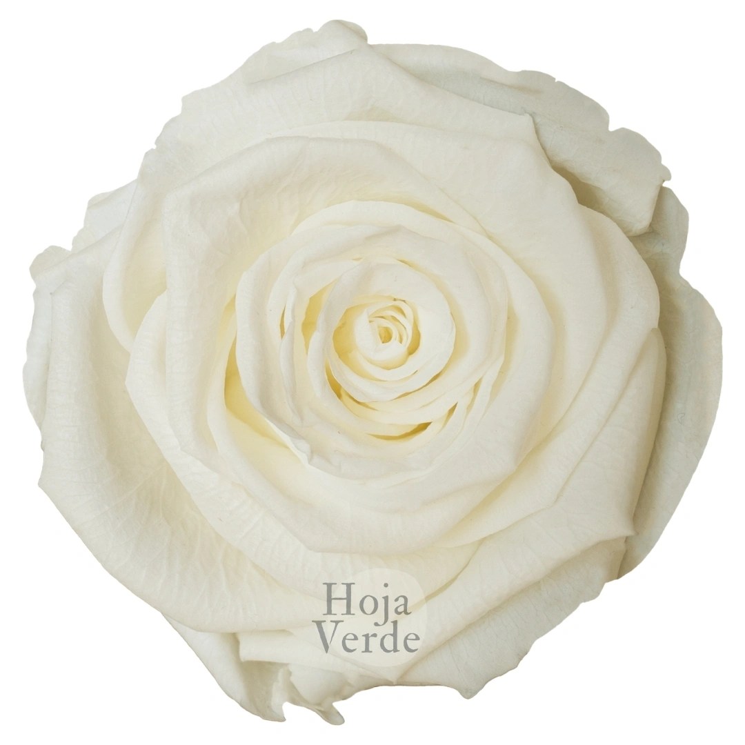 Ivory - Preserved Rose by Hoja Verde Ecuador