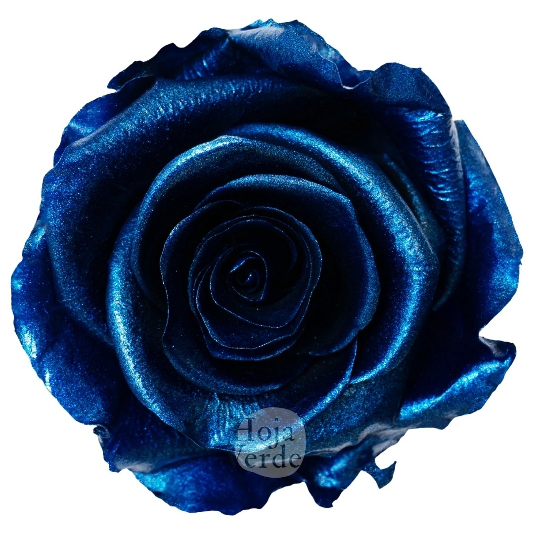 Light Blue - Preserved Rose by Hoja Verde Ecuador