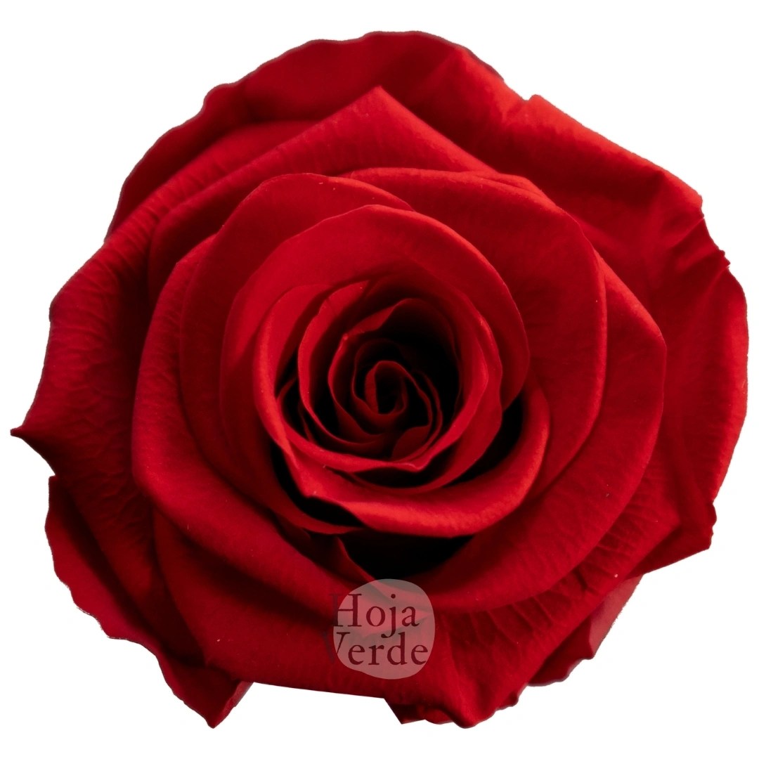 Light Red - Preserved Rose by Hoja Verde Ecuador