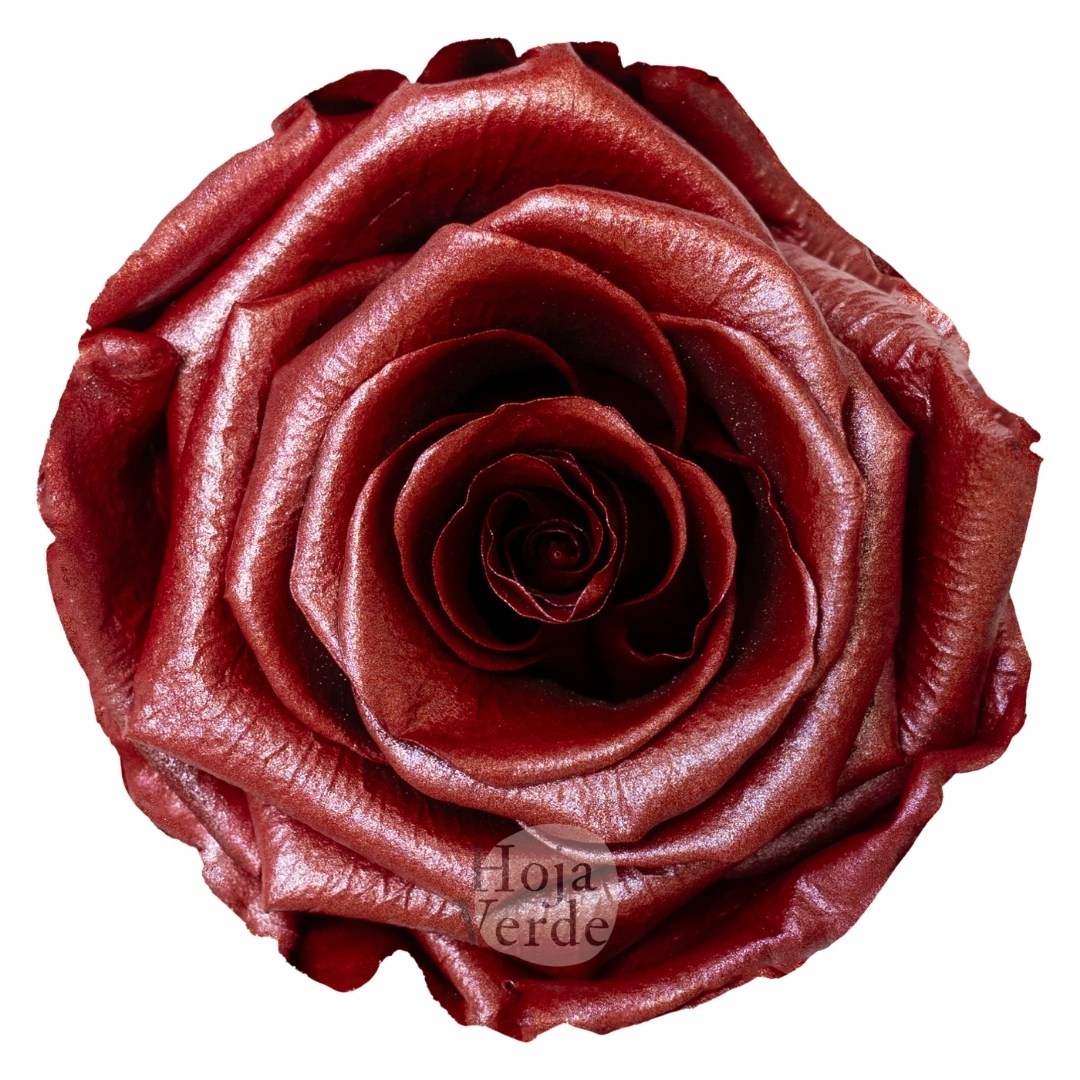 Metallic Red - Preserved Rose by Hoja Verde Ecuador