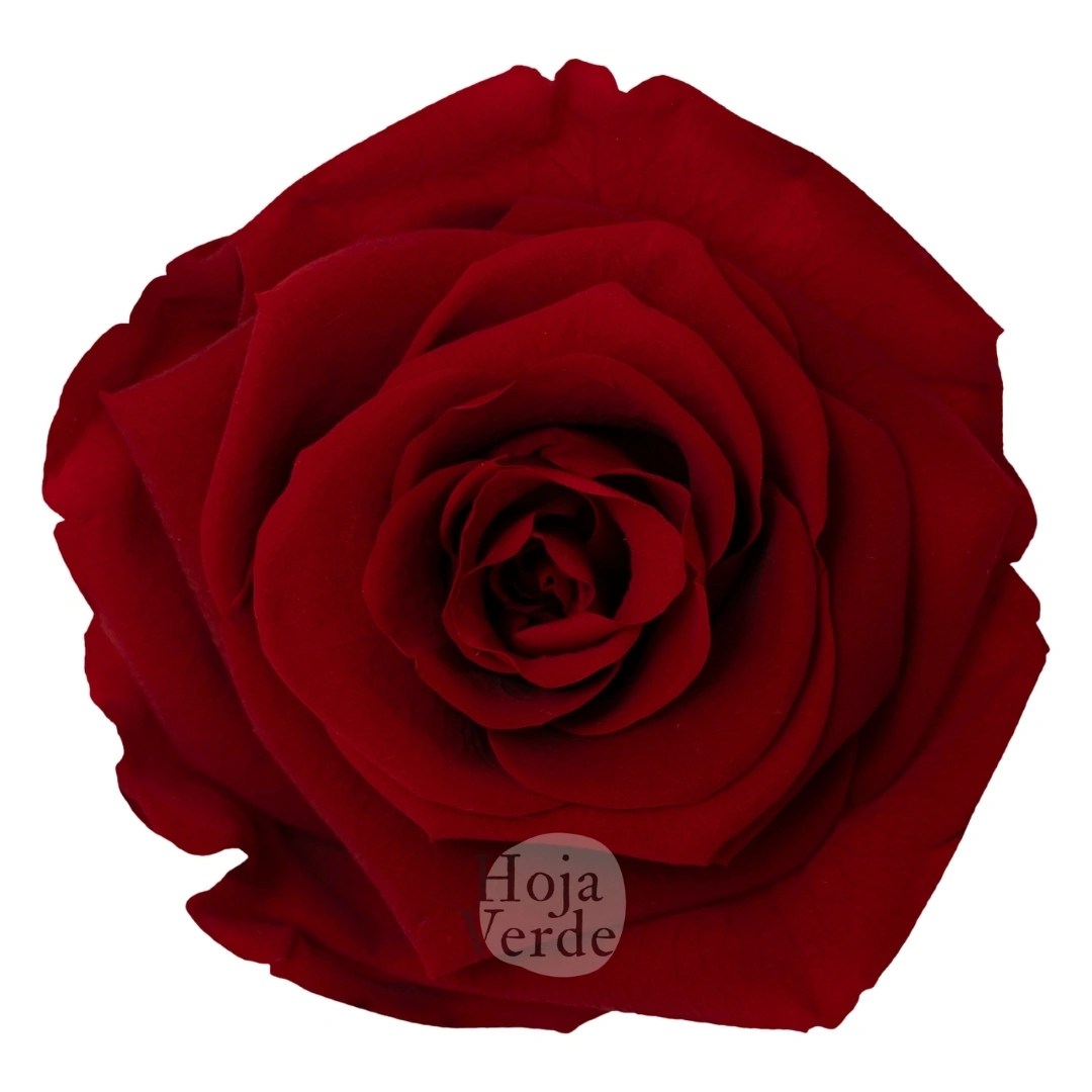 Red - Preserved Rose by Hoja Verde Ecuador