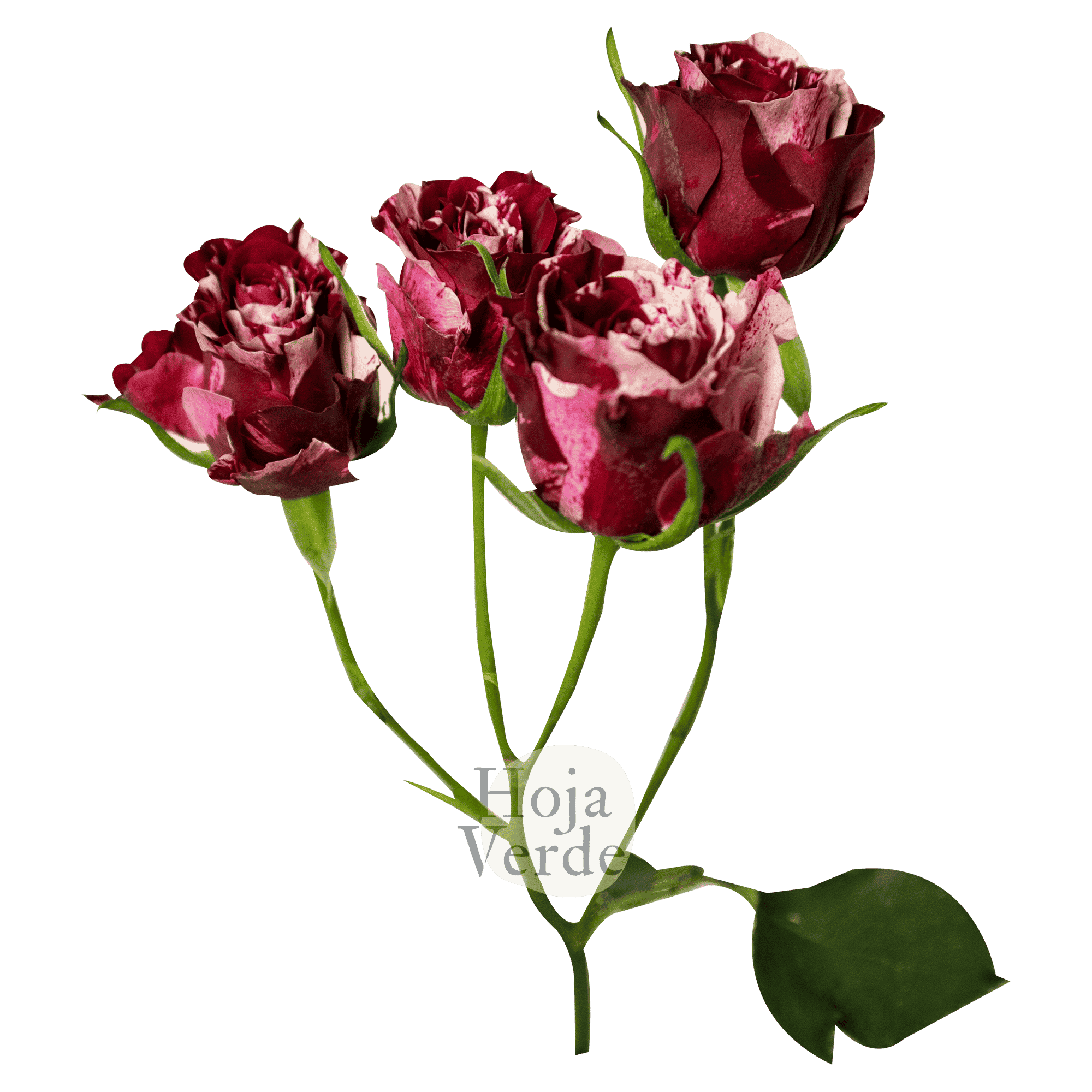 Crazy Rosever, Ecuadorian mottled spray rose by Hoja Verde