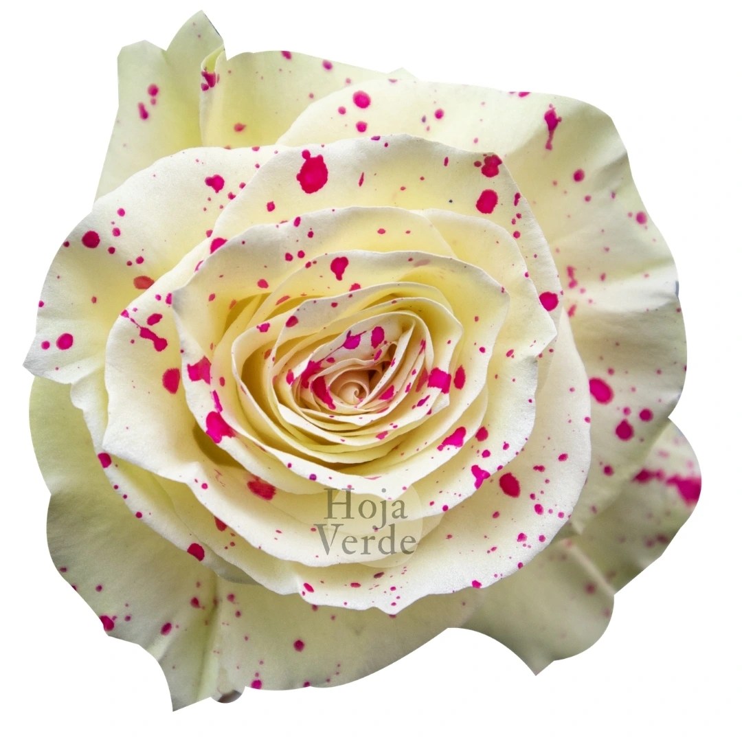 Pink Splash Tinted Rose by Hoja Verde Ecuador