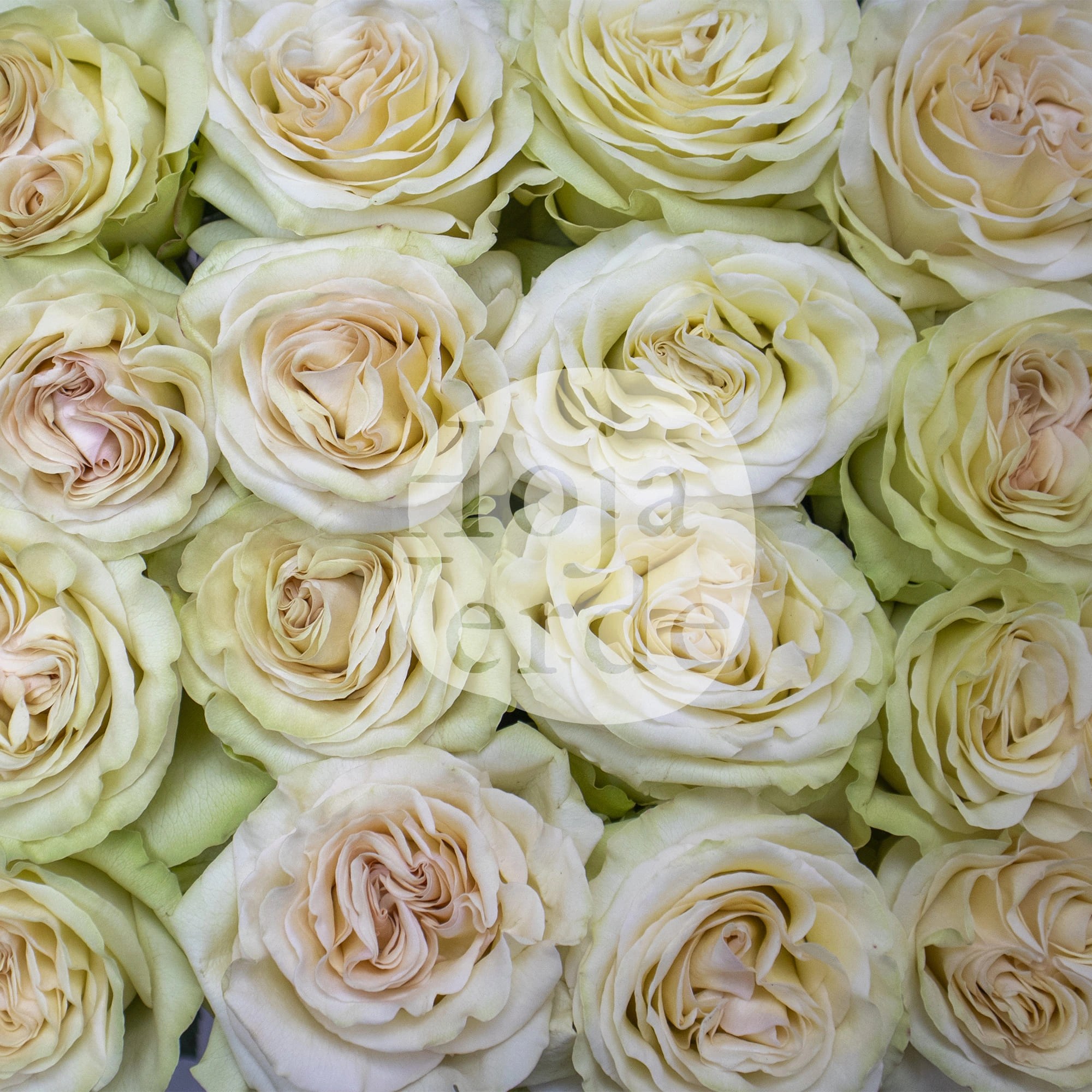 Dynamic Rose by Hoja Verde Ecuador