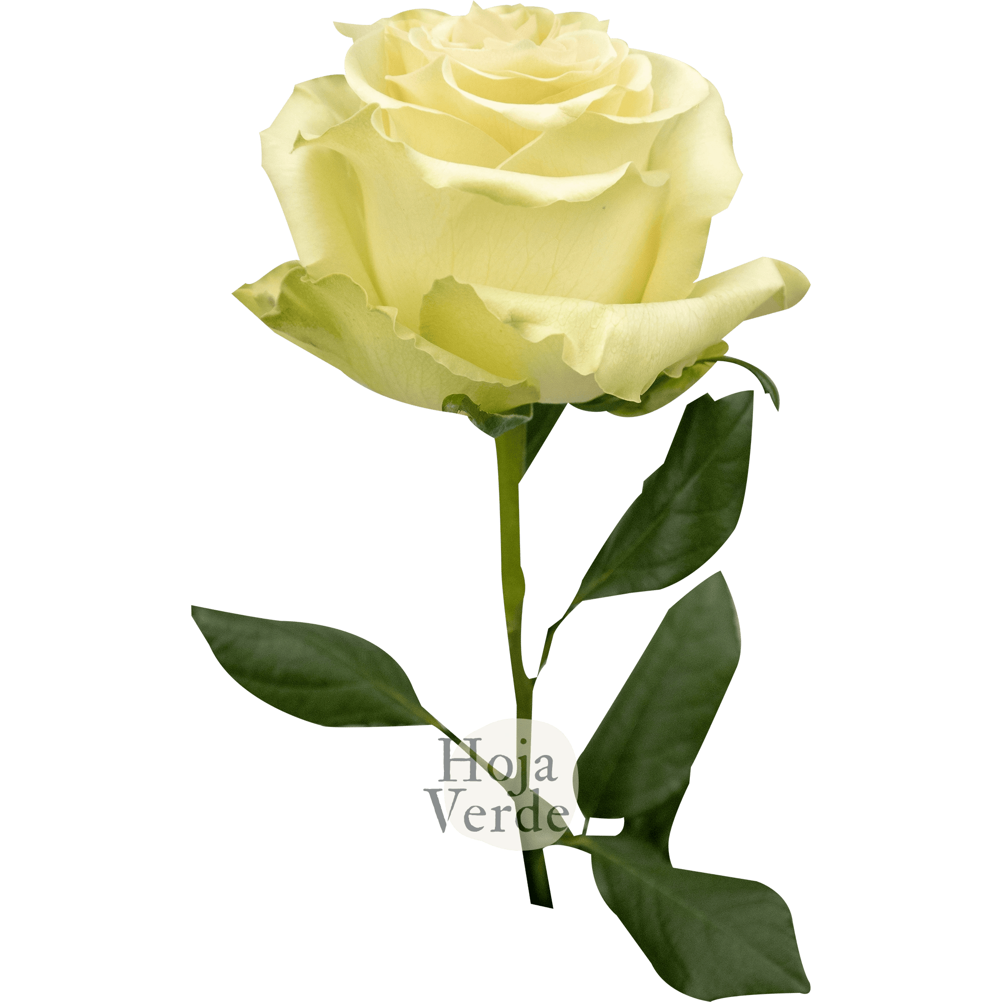 Dynamic Rose by Hoja Verde Ecuador