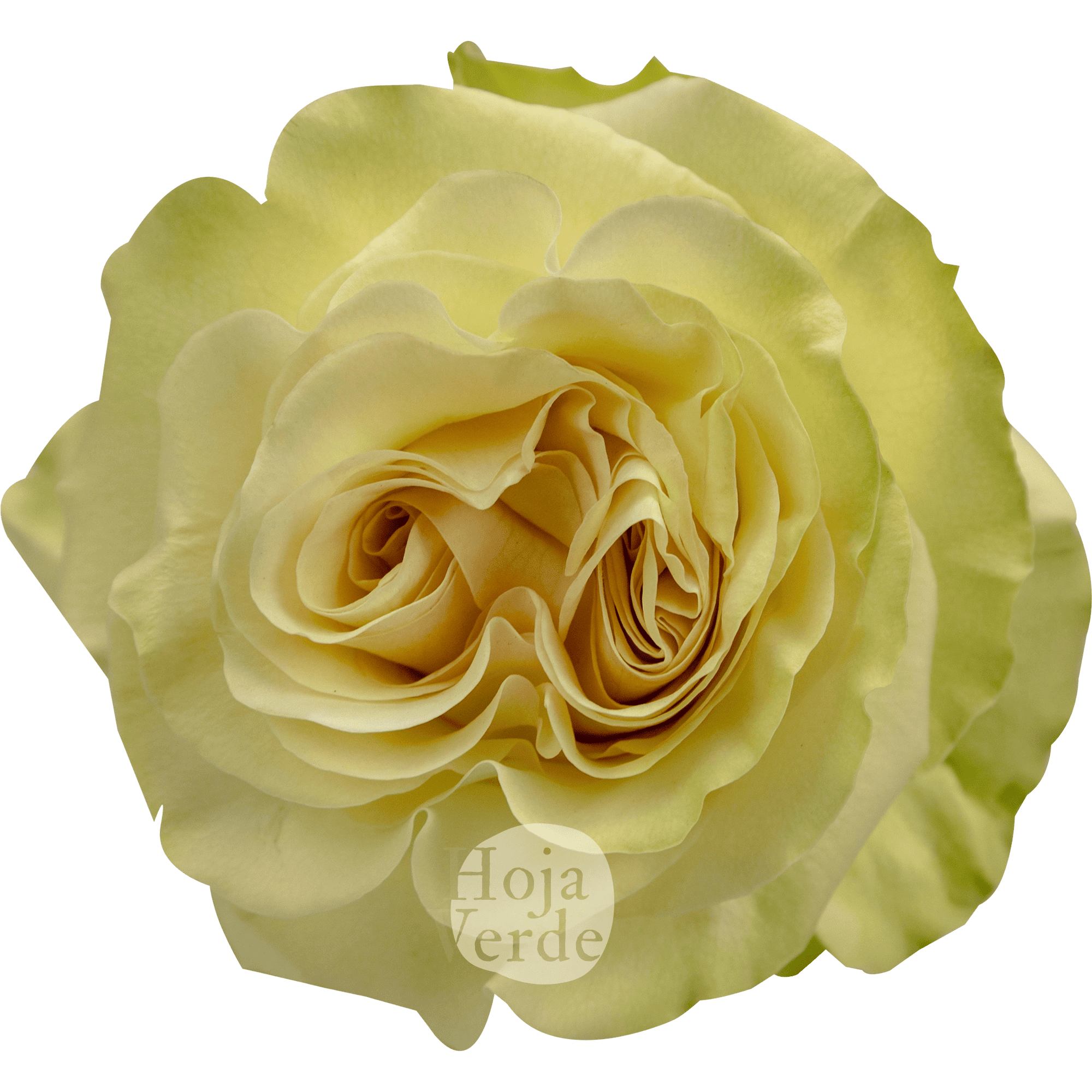 Dynamic Rose by Hoja Verde Ecuador