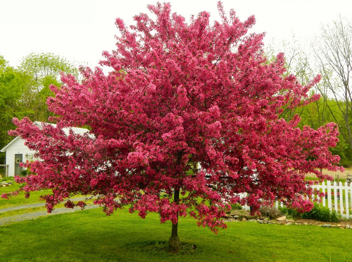 Ornamental Trees Fleming S