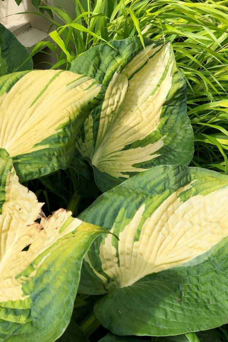 When to cut back hostas for a healthier garden 🌿 ️ mastering the timing