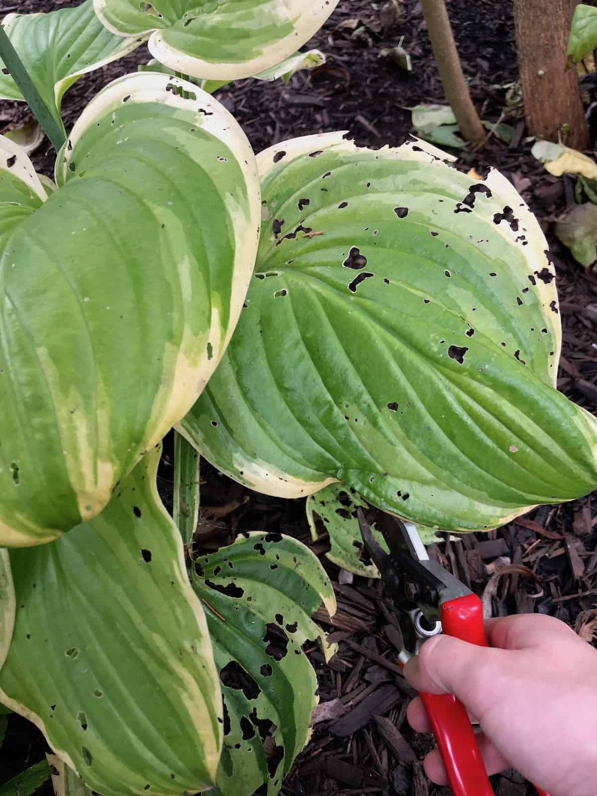 When to cut back hostas for a healthier garden 🌿 ️ mastering the timing