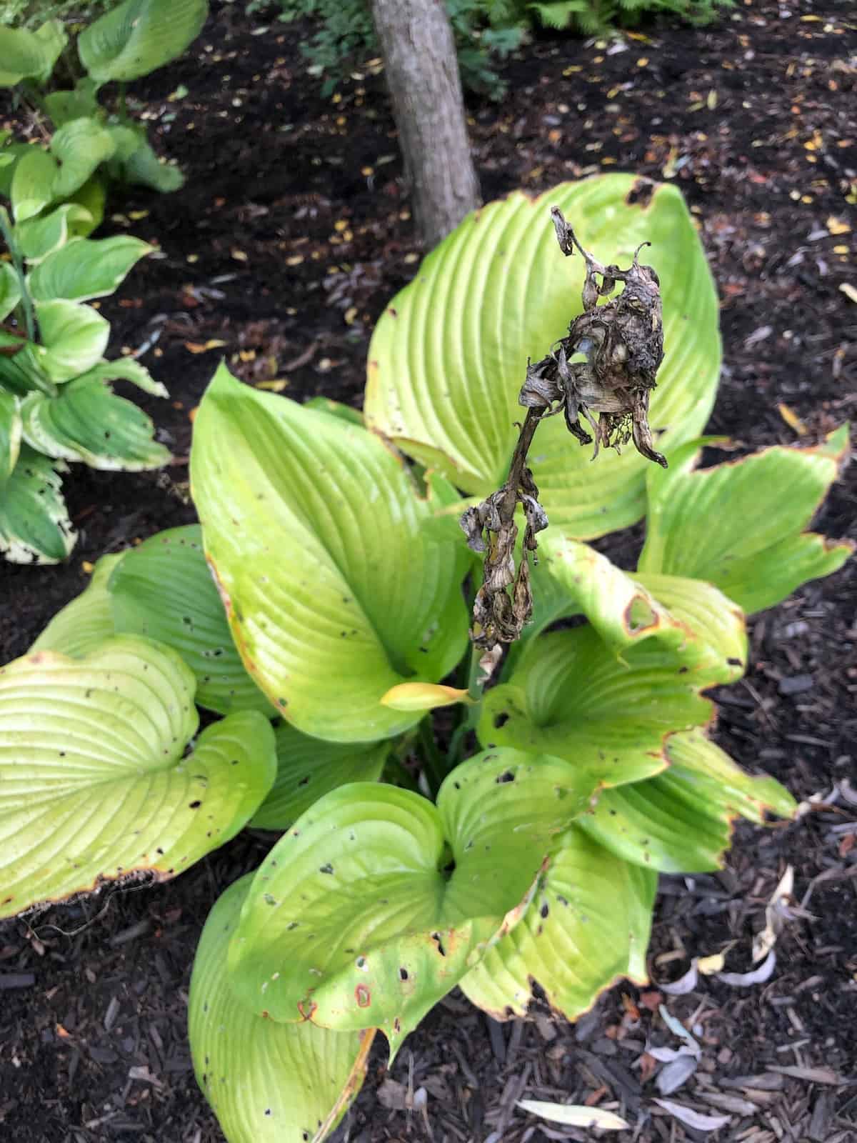 When to cut back hostas for a healthier garden 🌿 ️ mastering the timing