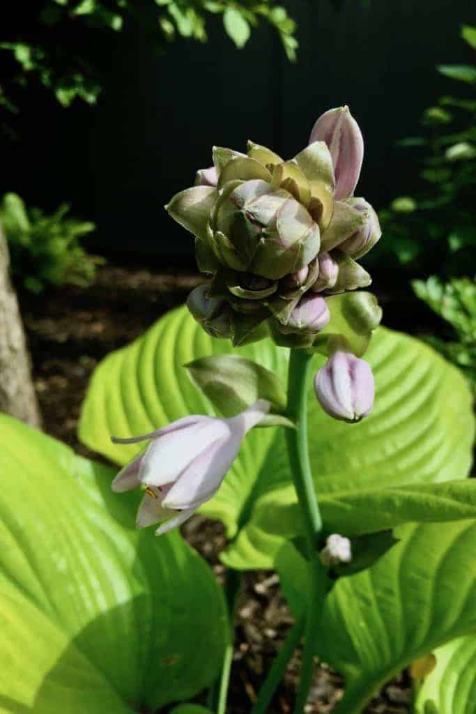 When to cut back hostas for a healthier garden 🌿 ️ mastering the timing