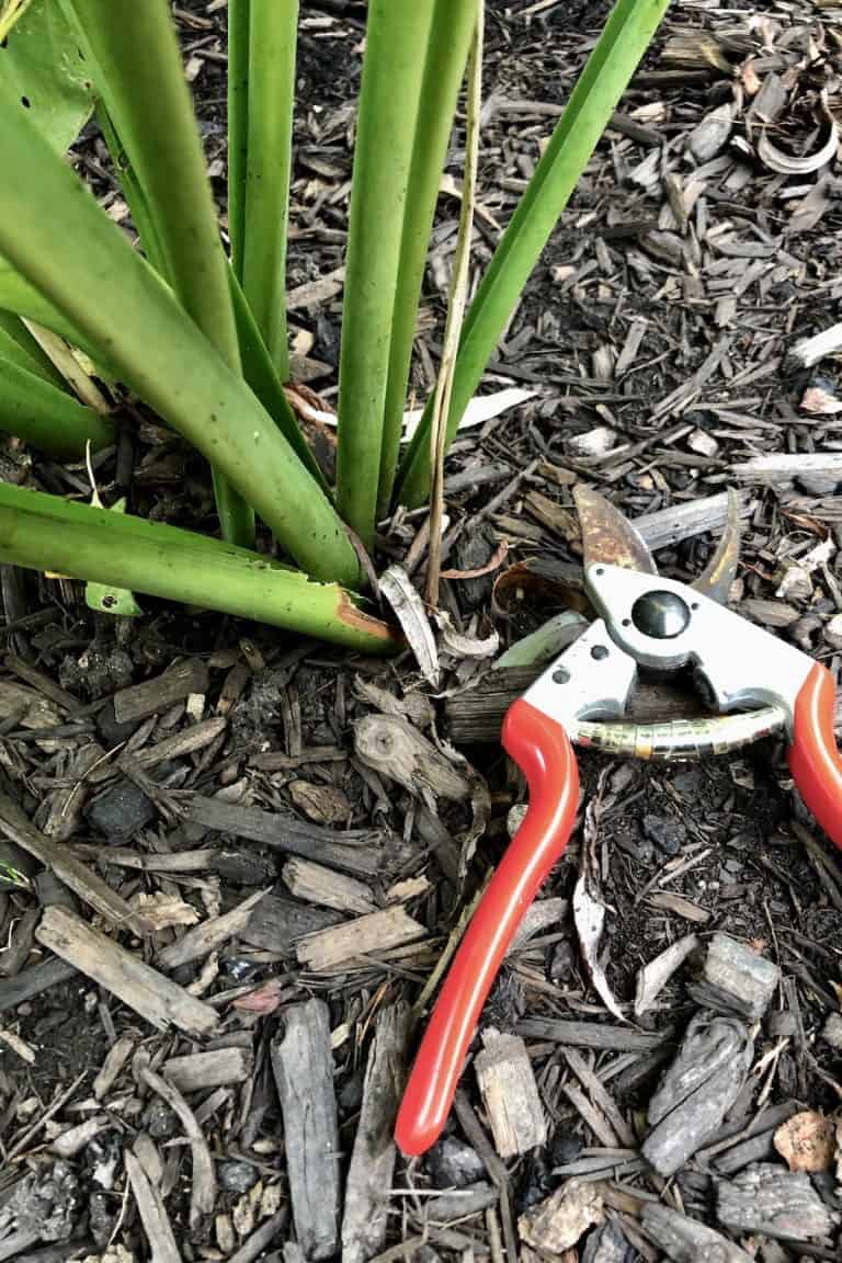 When to cut back hostas for a healthier garden 🌿 ️ mastering the timing