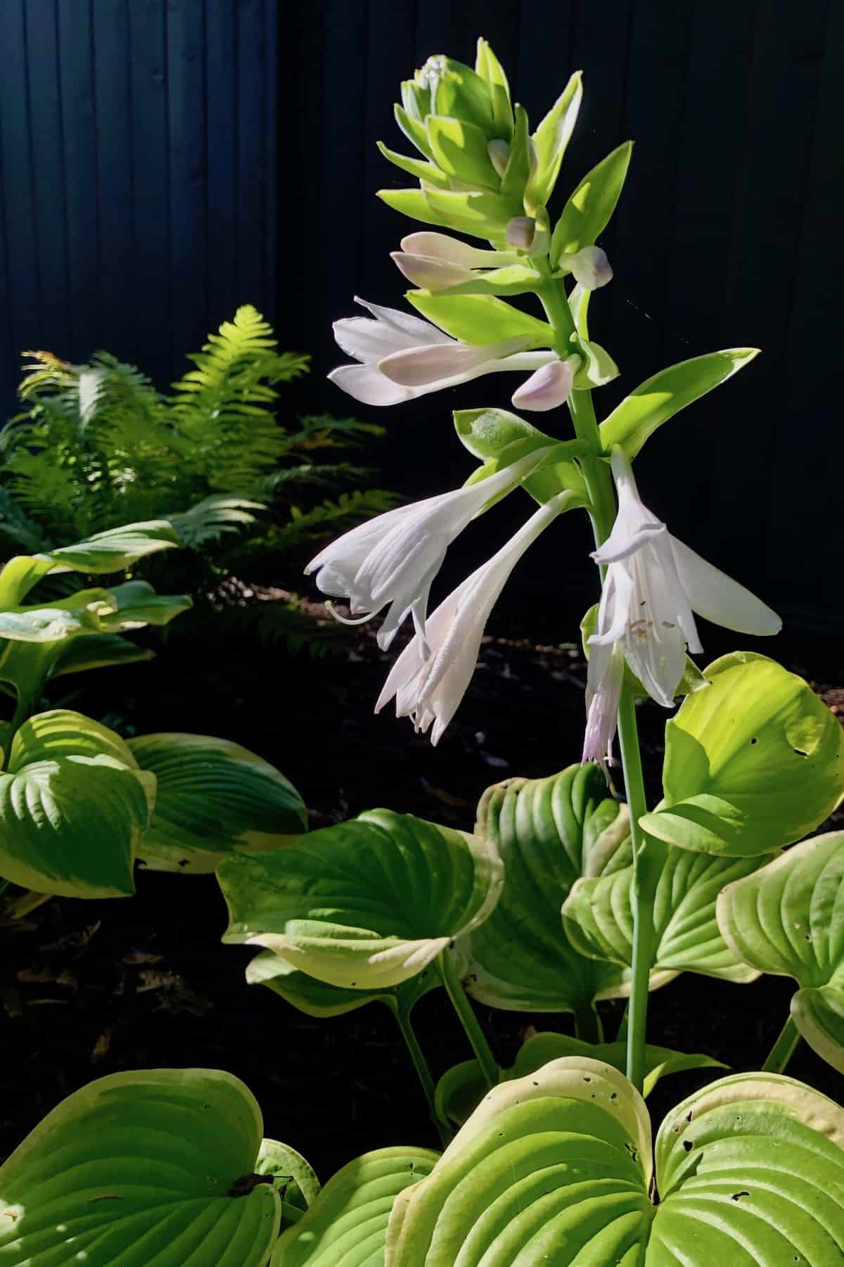 When to cut back hostas for a healthier garden 🌿 ️ mastering the timing