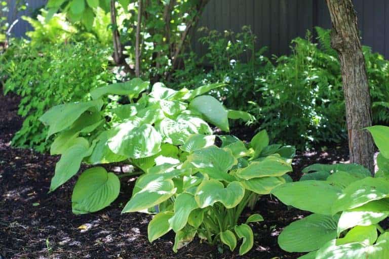 When to cut back hostas for a healthier garden 🌿 ️ mastering the timing