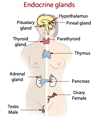 Can you remember the moment you knew your significant other was the one? Endocrine System Review Key