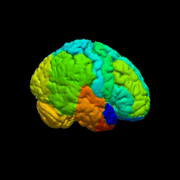 Rather use the mobile app? Bridging Functional and Structural Brain Connectivity: Basics