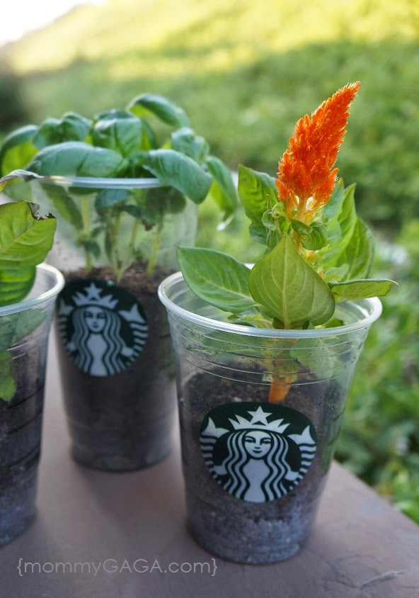 DIY Repurposed Starbucks Cup Planters