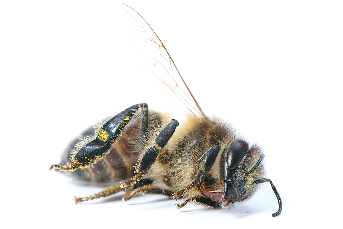 How to help a bee in distress - Honey Bee Suite