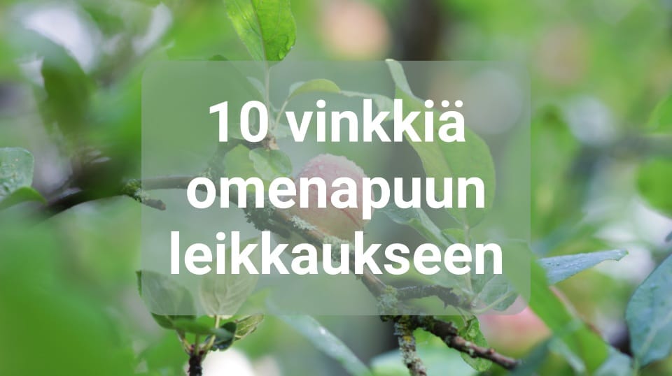 10 vinkkiä omenapuun leikkaukseen. Omenapuun leikkaus on helppo toimenpide.