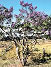 Learn to identify trees based on their foliage. Nature The Color Purple