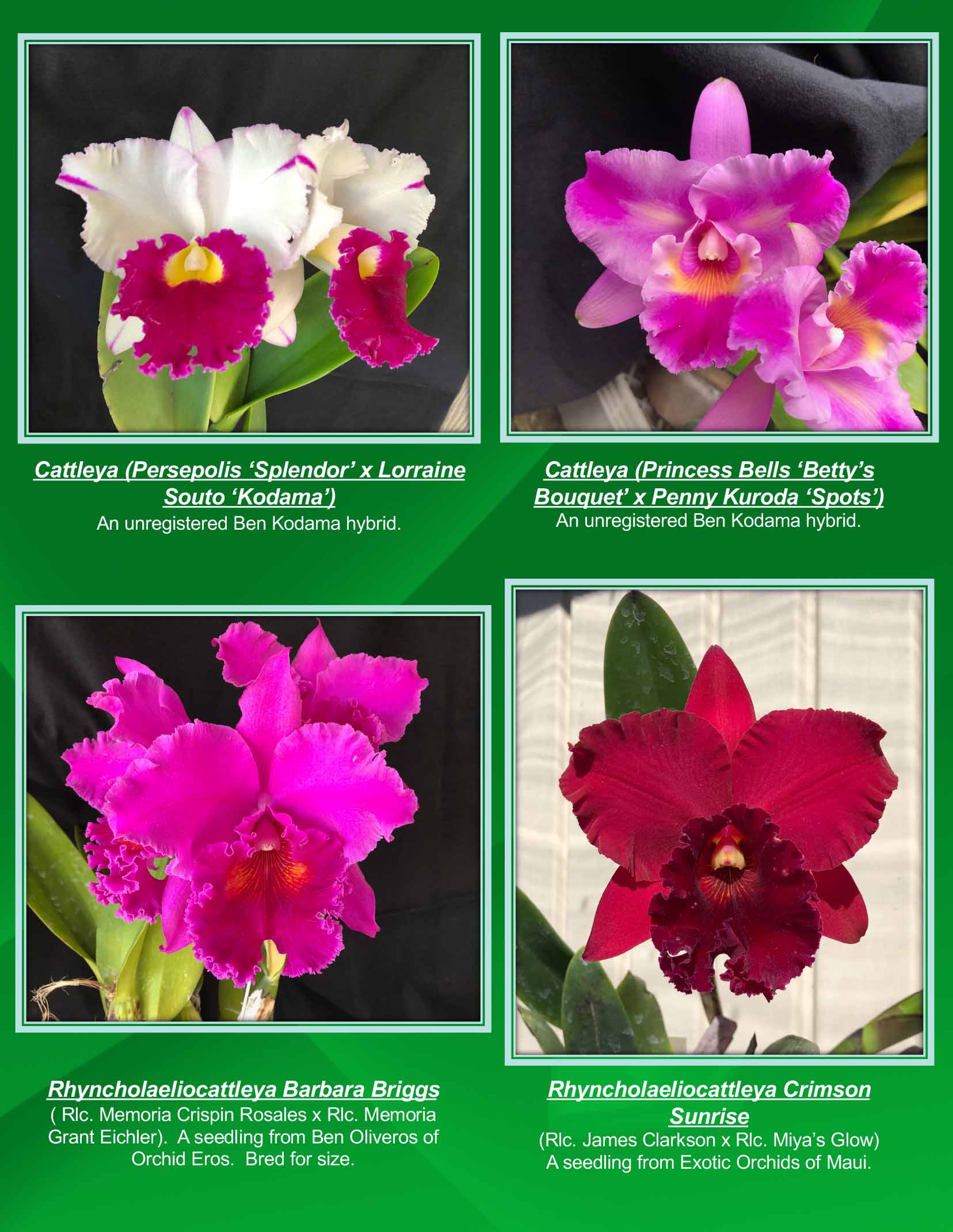 Orchid様リクエスト Chintz & Company - Decorative Furnishings - Orchid