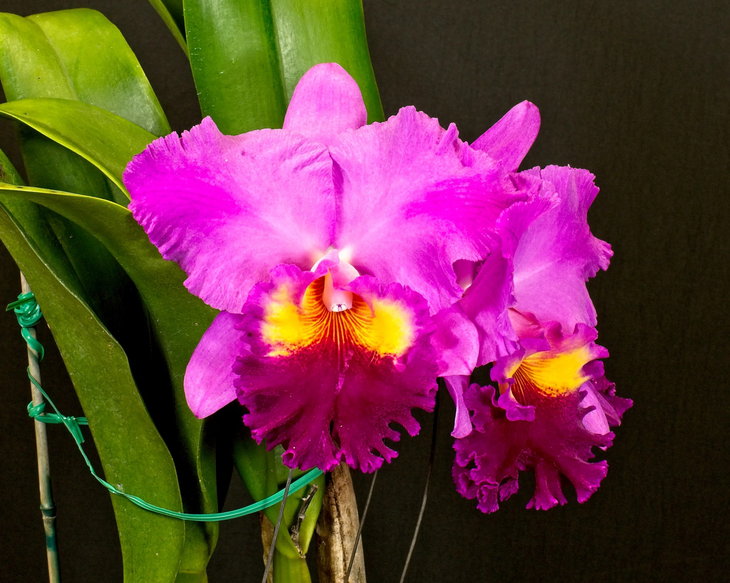 New Orchidオールガイド 洋らんの情報誌 ニューオーキッド 17冊 new