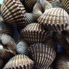Clams & Oysters - Image 5