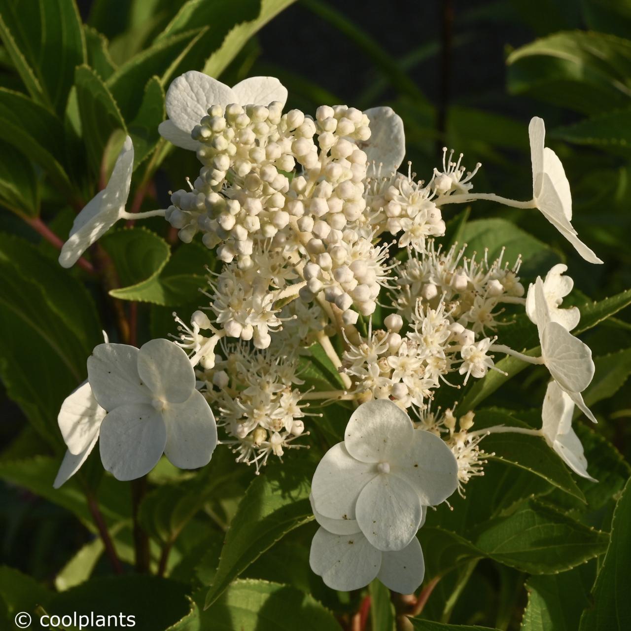 In the distance, the kousa dogwood acts as a focal point to pull the eye through the front pathway along with the. Hydrangea Paniculata Polar Bear Kaufen Sie Pflanzen Bei Coolplants
