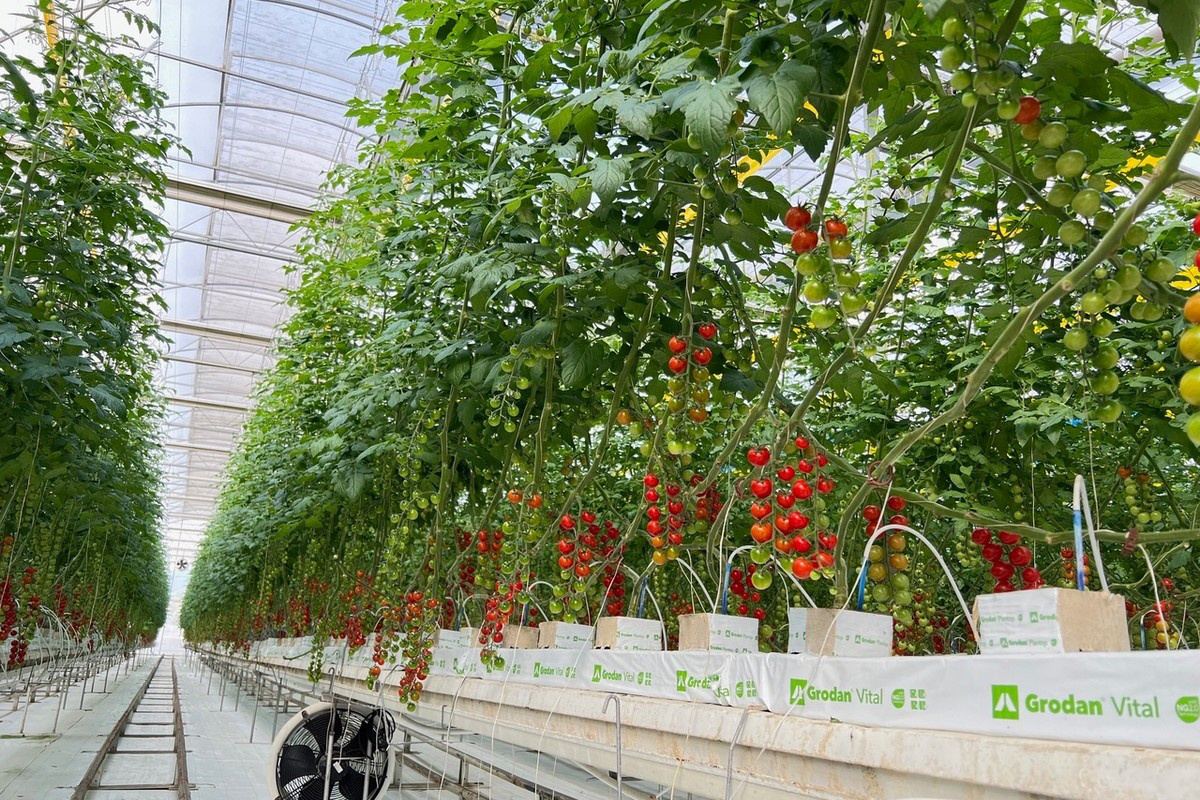 Tropical Greenhouse Secrets: Overcoming Thailand's Climate Challenges (2026)