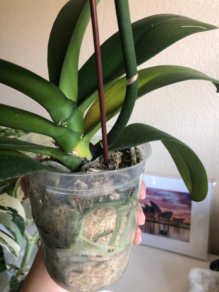 Orchid leaf yellowing