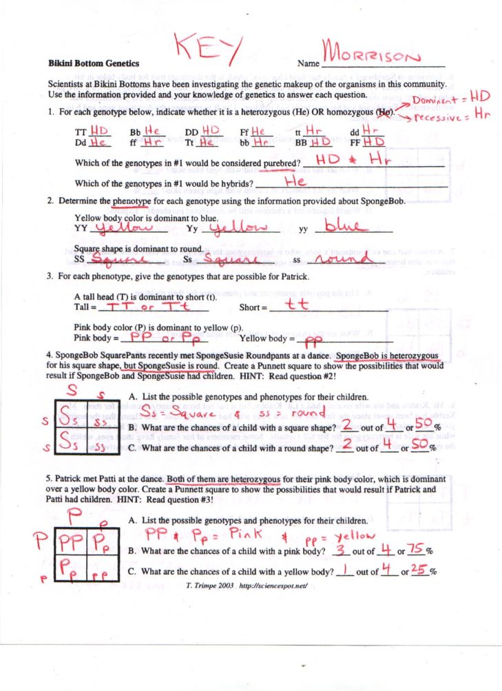 Genotype and phenotype worksheet answers images