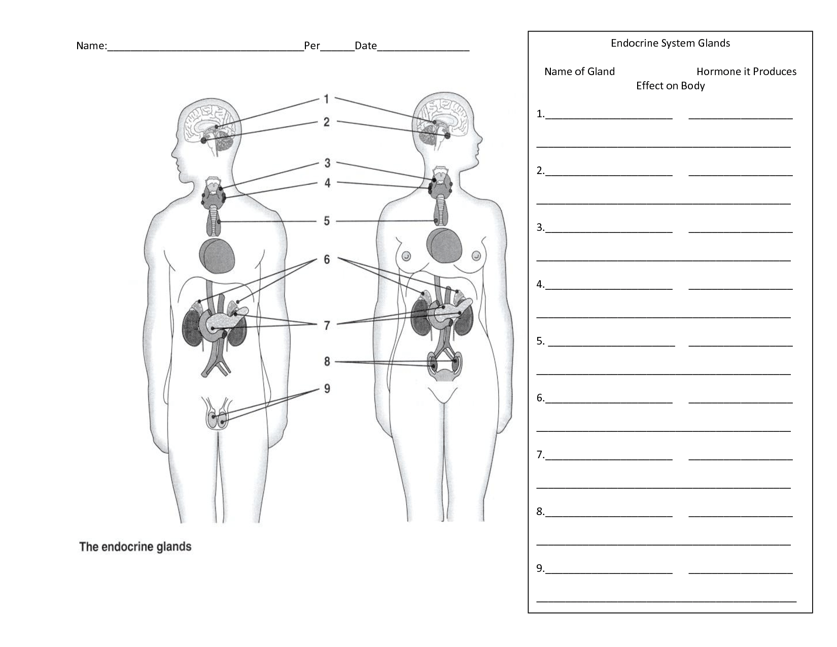 Endocrine system worksheets