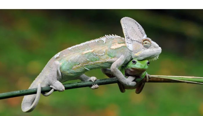 What to feed baby chameleons for optimal health [guide]