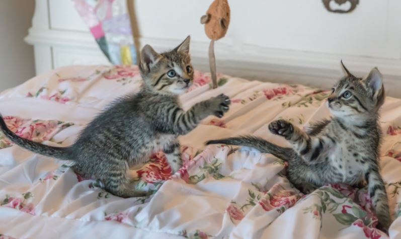 Rough Play In A Kitten Or Adult Cat Hshv