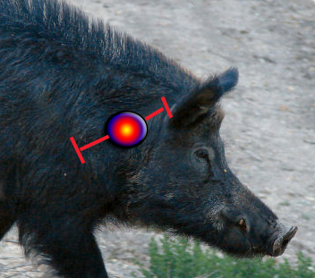 Feral hog kill zone - neck shot (from California Hunting Today's Hog Blog)