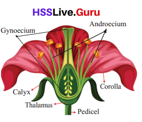 Class 6 Basic Science Chapter 4 Important Questions Kerala Syllabus Flowering and Fruiting 1