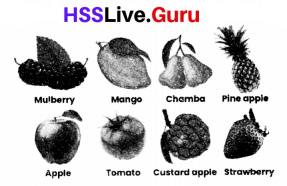 Class 6 Basic Science Chapter 4 Important Questions Kerala Syllabus Flowering and Fruiting 11