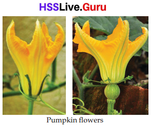 Class 6 Basic Science Chapter 4 Important Questions Kerala Syllabus Flowering and Fruiting 2