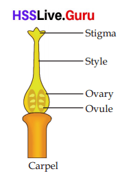Class 6 Basic Science Chapter 4 Important Questions Kerala Syllabus Flowering and Fruiting 6
