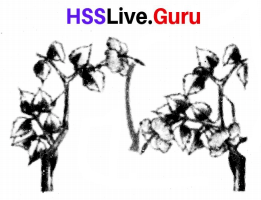 Class 6 Basic Science Chapter 4 Important Questions Kerala Syllabus Flowering and Fruiting 7