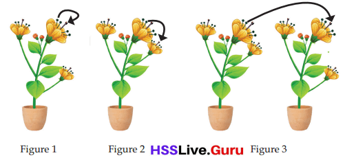 Flowering and Fruiting Class 6 Notes Questions and Answers Basic Science Chapter 4 Kerala Syllabus 10
