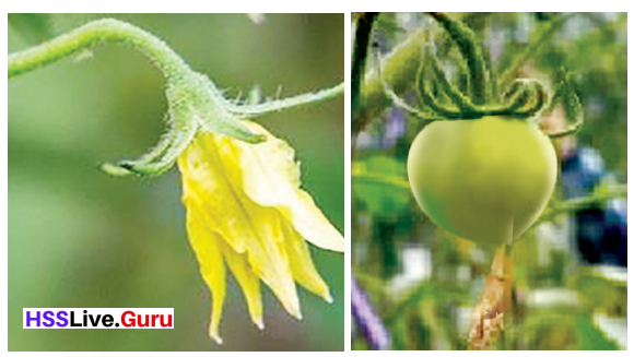 Flowering and Fruiting Class 6 Notes Questions and Answers Basic Science Chapter 4 Kerala Syllabus 11