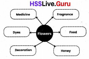 Flowering and Fruiting Class 6 Notes Questions and Answers Basic Science Chapter 4 Kerala Syllabus 15