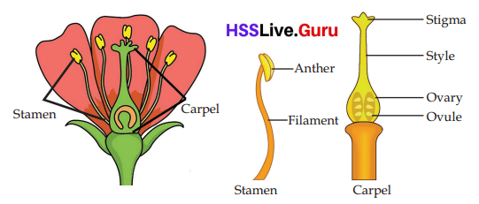 Flowering and Fruiting Class 6 Notes Questions and Answers Basic Science Chapter 4 Kerala Syllabus 21